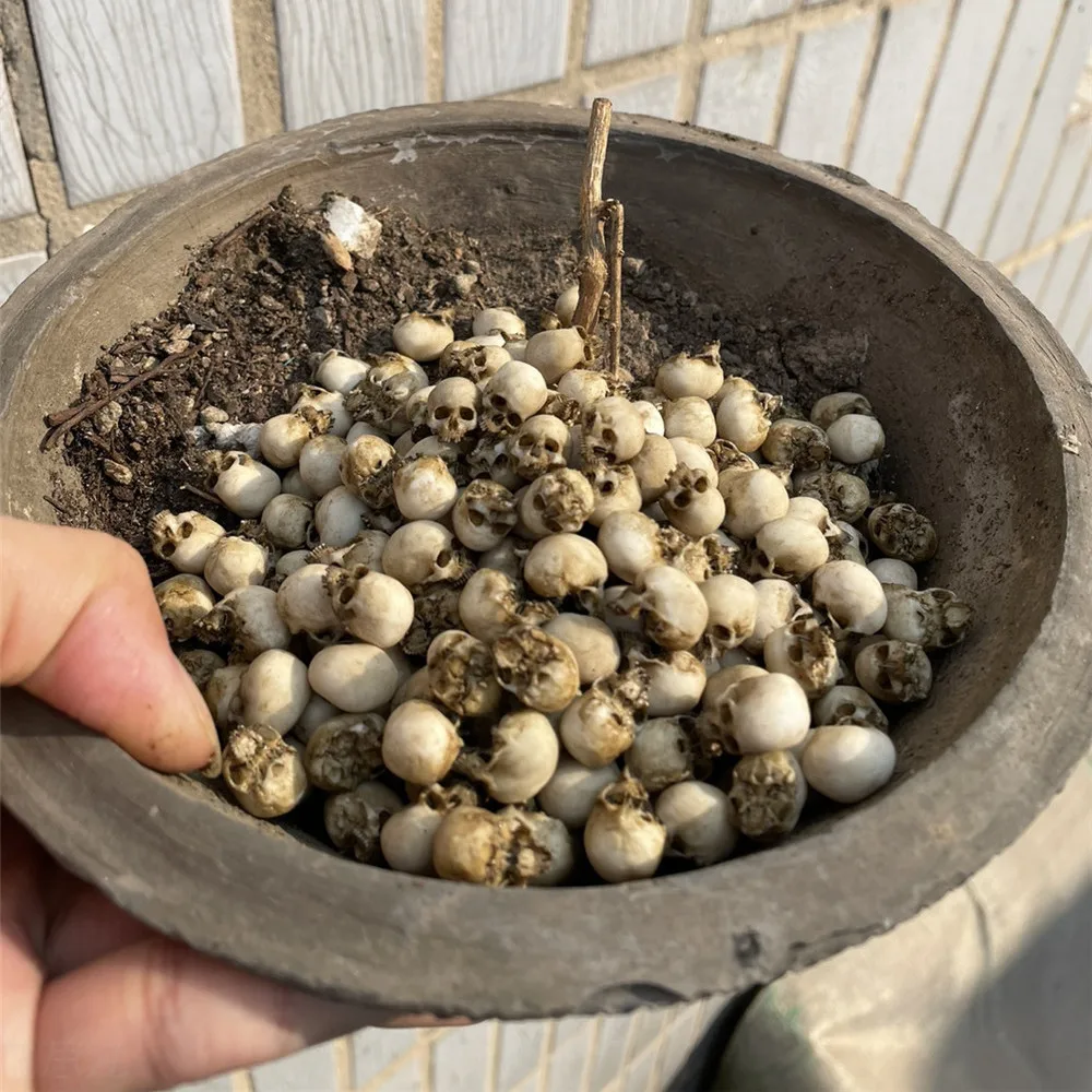 ミニチュアハロウィーン装飾モデル,ミニ頭蓋骨,ドールハウス, - Aquarium Marine Plants のレビューと価格