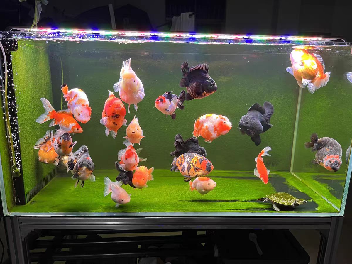 LED水槽ライト、海洋照明システム搭載、藻類増殖促進、水質浄 - Aquarium Marine Clearwater のレビューと価格